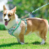 Padded Nylon Harness and Leash Set - Small Dogs