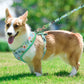 Padded Nylon Harness and Leash Set - Small Dogs