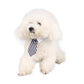 Formal Necktie Collar