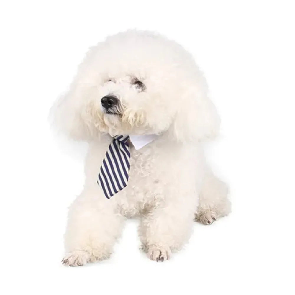 Formal Necktie Collar