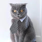 Formal Necktie Collar