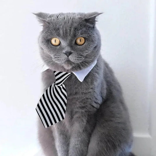 Formal Necktie Collar